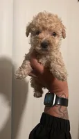Cico, a male Maltese and Poodle - Toy  for sale in Anaheim, CA – 1 of 2