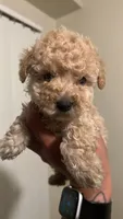 Cico, a male Maltese and Poodle - Toy  for sale in Anaheim, CA – 2 of 2