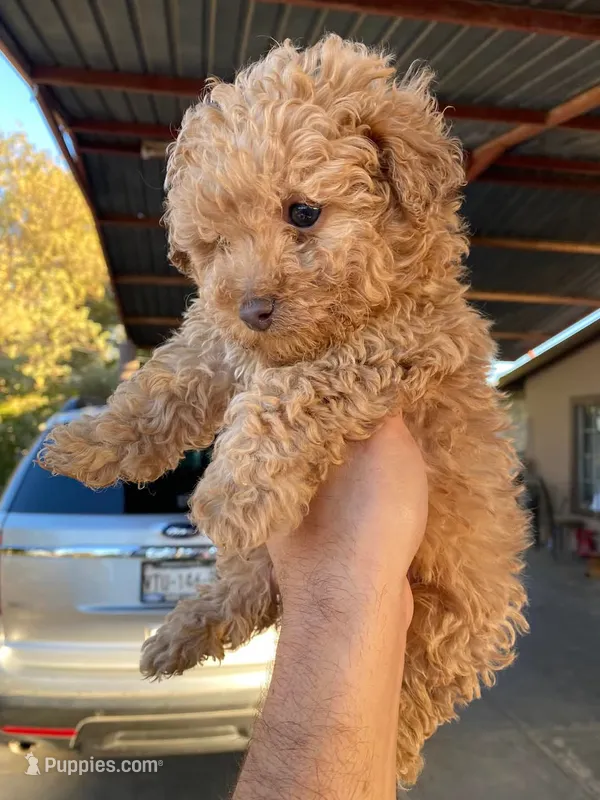 Piko – Maltipoo, Poodle - Toy  puppy for sale in Sacramento, CA
