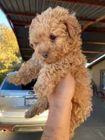 Piko, a male Maltipoo and Poodle - Toy  for sale in Sacramento, CA – 1 of 1