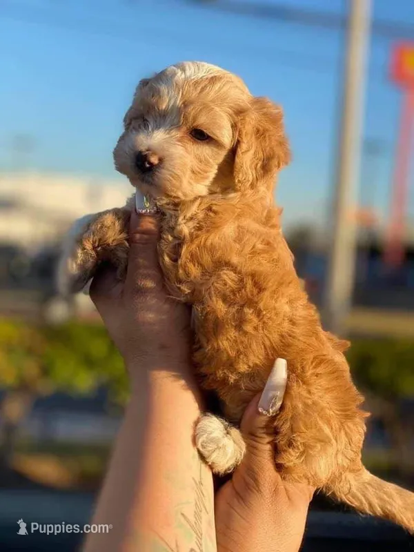 Pinki, a female Maltipoo and Poodle - Toy  for sale in Sacramento, CA – 1 of 1