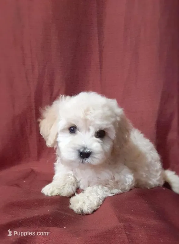 Rinki, a male Maltipoo and Poodle - Toy  for sale in Sacramento, CA – 1 of 1