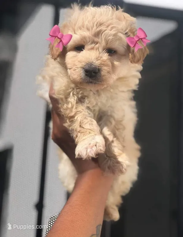 Mico – Maltipoo, Poodle - Toy  puppy for sale in Bakersfield, CA