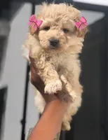 Mico, a male Maltipoo and Poodle - Toy  for sale in Bakersfield, CA – 1 of 1