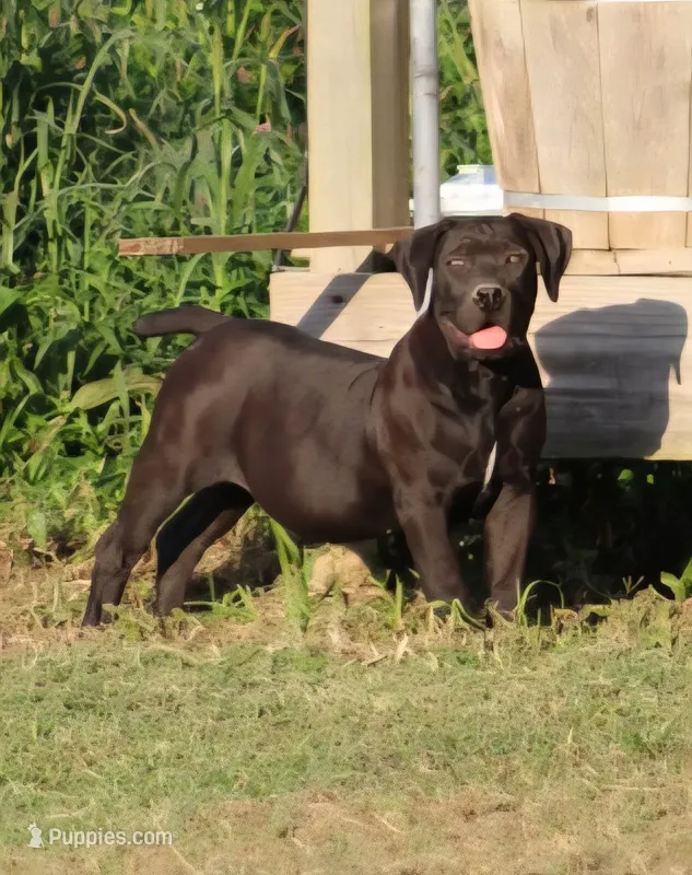 REDUCED Black beauty