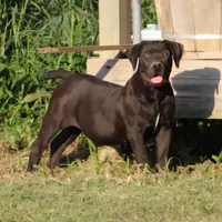 REDUCED Black beauty, a female Boerboel for sale in Westport, IN – Photo 1 of 4