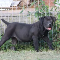 REDUCED Black beauty, a female Boerboel for sale in Westport, IN – Photo 4 of 4
