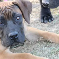REDUCED Rose, a female Boerboel for sale in Westport, IN – Photo 2 of 3