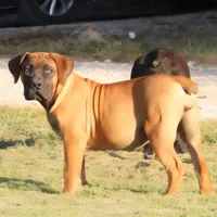 REDUCED Rose, a female Boerboel for sale in Westport, IN – Photo 1 of 3