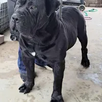 REDUCED Rose, a female Boerboel for sale in Westport, IN – Photo 3 of 3