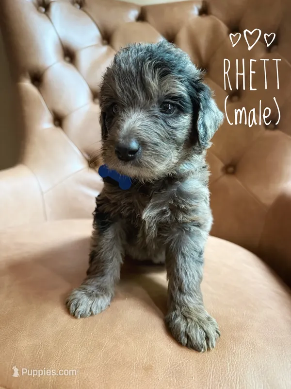 Rhett – Aussiedoodle puppy for sale in Demorest, GA