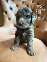 Rhett, a male Aussiedoodle for sale in Demorest, GA – 1 of 1
