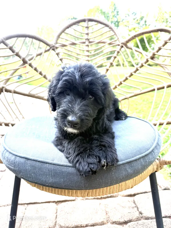 Dixie – Aussiedoodle puppy for sale in Demorest, GA