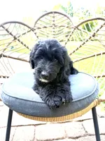 Dixie, a female Aussiedoodle for sale in Demorest, GA – 1 of 3