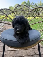 Dixie, a female Aussiedoodle for sale in Demorest, GA – 2 of 3