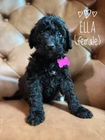 Ella, a male Aussiedoodle for sale in Demorest, GA – 1 of 1