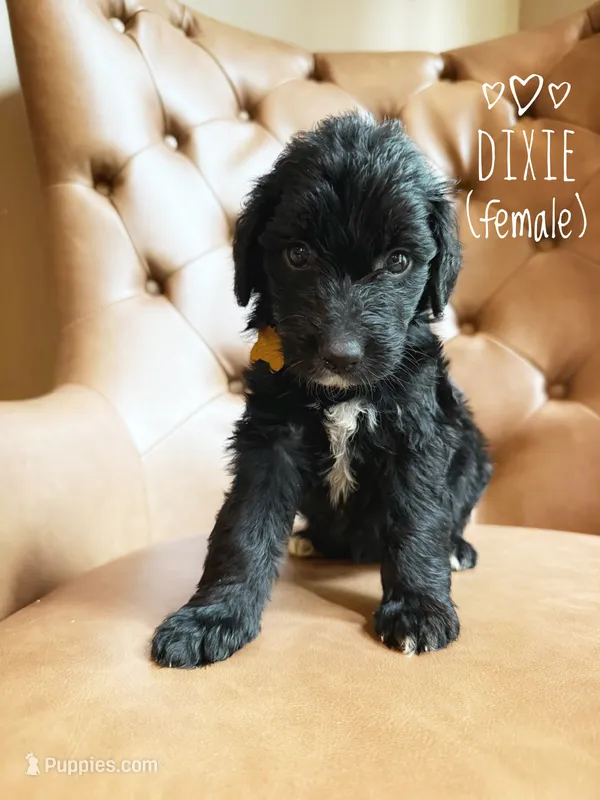 Dixie – Aussiedoodle puppy for sale in Demorest, GA