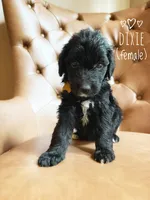 Dixie, a male Aussiedoodle for sale in Demorest, GA – 1 of 1