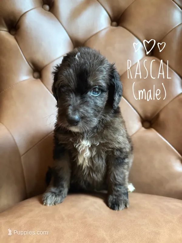Rascal – Aussiedoodle puppy for sale in Demorest, GA