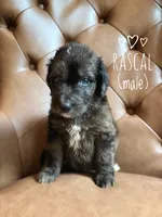Rascal, a male Aussiedoodle for sale in Demorest, GA – 1 of 1