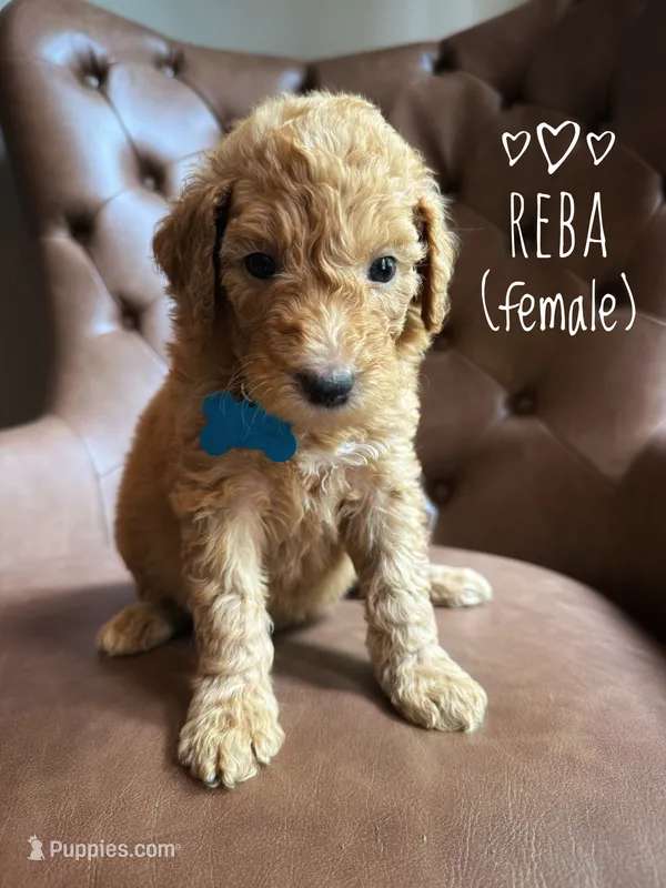 Reba – Aussiedoodle puppy for sale in Demorest, GA