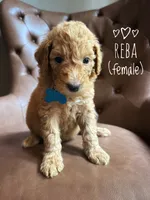 Reba, a male Aussiedoodle for sale in Demorest, GA – 1 of 1