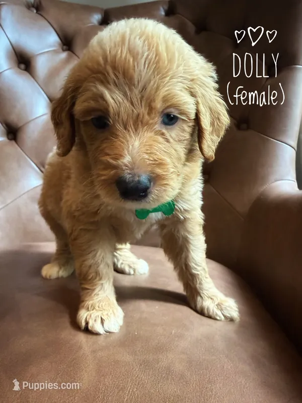 Dolly – Aussiedoodle puppy for sale in Demorest, GA