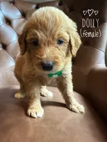 Dolly, a female Aussiedoodle for sale in Demorest, GA – 1 of 1