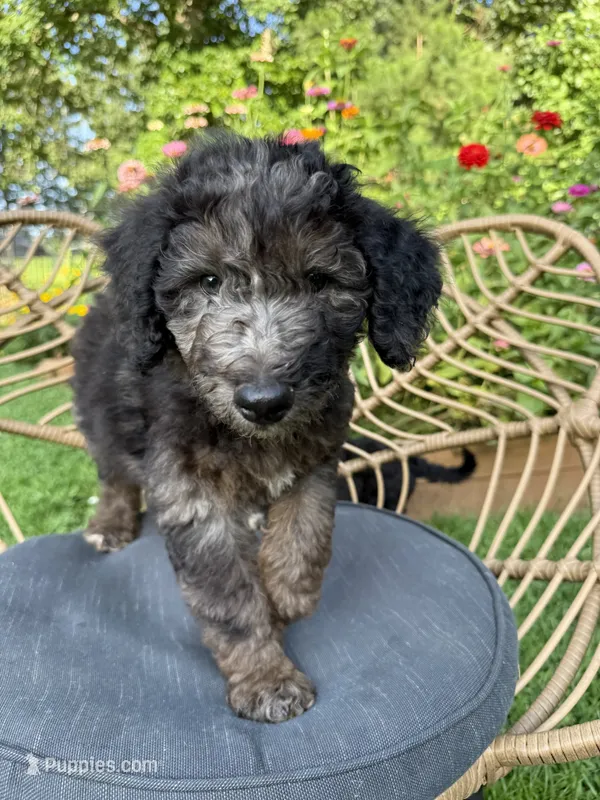 Cody – Aussiedoodle puppy for sale in Demorest, GA
