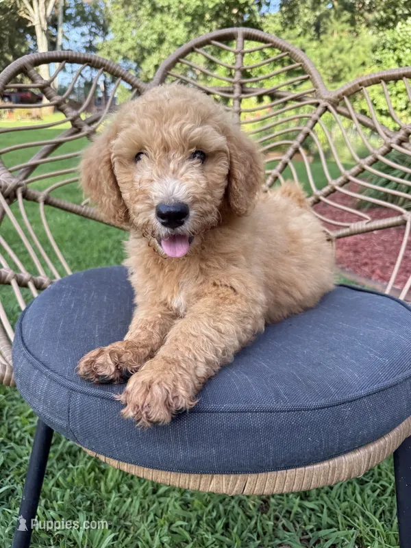 Reba – Aussiedoodle puppy for sale in Demorest, GA