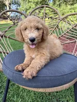 Reba, a female Aussiedoodle for sale in Demorest, GA – 1 of 2