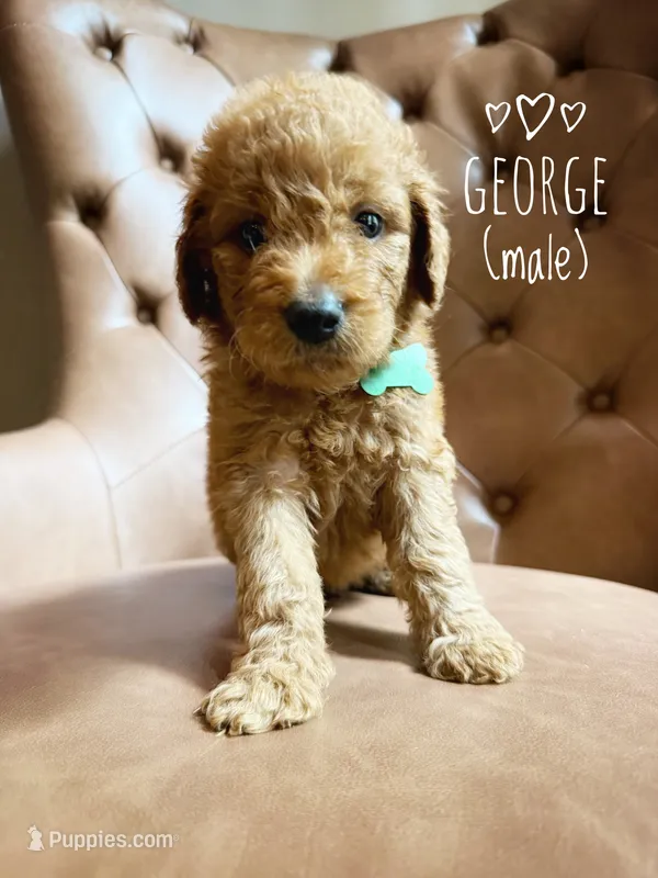 George – Aussiedoodle puppy for sale in Demorest, GA