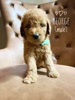 George, a male Aussiedoodle for sale in Demorest, GA – 1 of 1