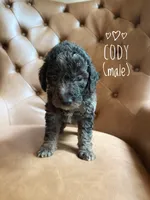 Cody, a male Aussiedoodle for sale in Demorest, GA – 1 of 1