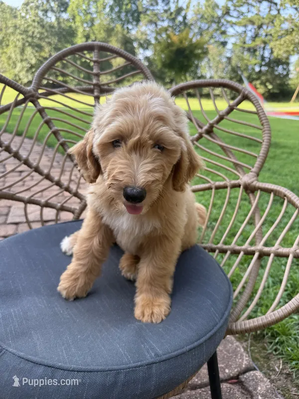Dolly – Aussiedoodle puppy for sale in Demorest, GA