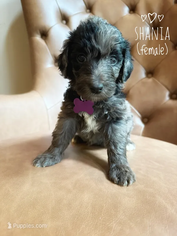 Shania – Aussiedoodle puppy for sale in Demorest, GA