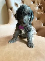 Shania, a male Aussiedoodle for sale in Demorest, GA – 1 of 1