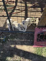 puppies for sale 2 boys 5 girls , a female Aidi (Atlas Mountain Dog) for sale in Los Angeles, CA – Photo 2 of 4