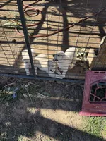 puppies for sale 2 boys 5 girls , a female Aidi (Atlas Mountain Dog) for sale in Los Angeles, CA – Photo 1 of 4