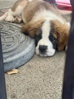 Mabel, a female Saint Bernard for sale in Anaheim, CA – 4 of 5