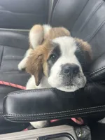 Mabel, a female Saint Bernard for sale in Anaheim, CA – 5 of 5