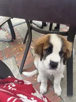 Mabel, a female Saint Bernard for sale in Anaheim, CA – 2 of 5