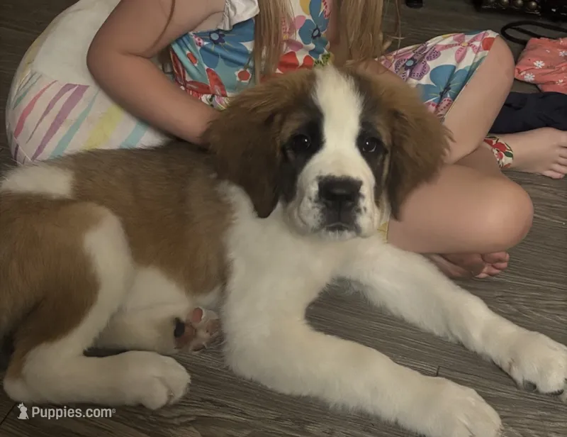 Mabel – Saint Bernard puppy for sale in Anaheim, CA