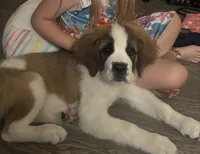 Mabel, a female Saint Bernard for sale in Anaheim, CA – 1 of 5