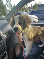 Mabel, a female Saint Bernard for sale in Anaheim, CA – 3 of 5