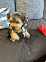 Bentley, a male Yorkshire Terrier for sale in Athens, GA – 4 of 7