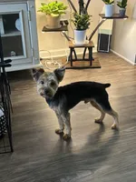 Bentley, a male Yorkshire Terrier for sale in Athens, GA – 7 of 7