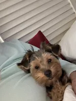 Bentley, a male Yorkshire Terrier for sale in Athens, GA – 2 of 7