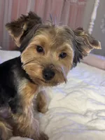 Bentley, a male Yorkshire Terrier for sale in Athens, GA – 5 of 7