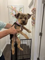 Bentley, a male Yorkshire Terrier for sale in Athens, GA – 6 of 7